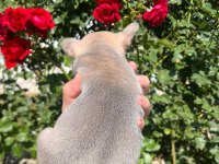 36 günlük blue fawn lilac (plat taşıyıcı) french bulldoglar