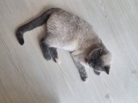 Tertemiz Pırıl Pırıl Ev Kedisi
