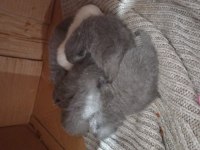 British shorthair kedilerimiz yeni yuvalarını bekliyor