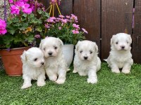 Kore maltese kilo garantili yavrular