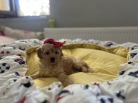 Güzel bebeğimiz Maltipoo