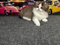 Cinnemon bi color british longhair yavrumuz