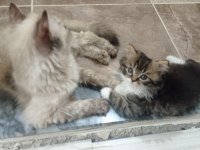 Minik yavrularıma sıcak bir yuva