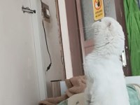 2 yaşında beyaz scottish fold