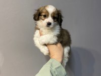 Oğlumuza yuva arıyoruz morkie