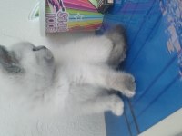 Minnoş british shorthair kızımız