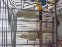 KIRMIZI GÖZ LUTİNO SULTAN PAPAĞANI