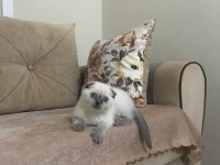 Oyuncu safkan scottish fold yavrularım