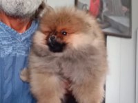 Orijinal Pomeranian Boo
