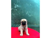 A KALİTE PUG (RIFKI)