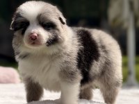 Safkan Border Collie Yavrular