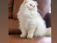 SHOW KALİTE SAFKAN GOLDEN BRİTİSH LONGHAİR YAVRULAR