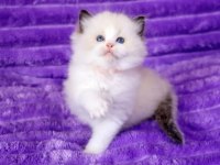 Bebek Surat Ragdoll güzeli