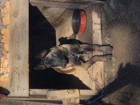 Belçika Malinois Erkek