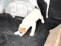 ÜST DÜZEY ALABAİ YAVRULARI