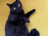 Black British Shorthair