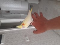 Full evcil sultan papağanı yavrular