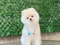 Pomeranian boo yavrular