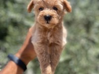 Tea cup f 1 maltipoo bebekler