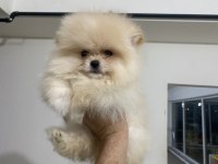 Ankarada yasal ruhsatlı çiftlikten pomeranian