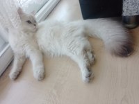Safkan golden point british longhair pofuduk kızım