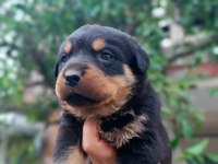 Orjinal safkan rottweiler yavrular