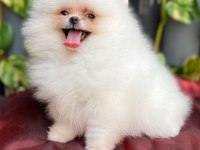 pomeranian harika