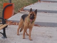 2 Aylık Dişi Alman Çoban Köpeği