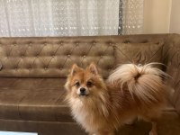 1 yaşında pomeranian boo