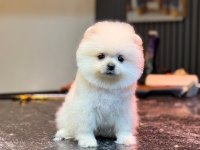 Yavru Pomeranian Boo Köpeklerimiz