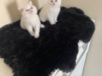Oyuncu british shorthair yavrular