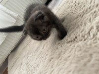 Çankaya erkek scottish fold yavru