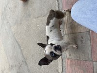 Fransız bulldog merle