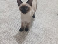 3 aylık dişi siyam kedisi