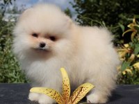 Pomeranian Boo Köpeği