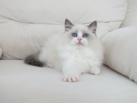Full şecereli ragdoll yavruları