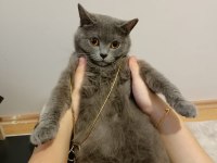 15 aylık british shorthair