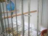 Kalite muhabbet kuşu beslemek isteyene