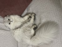 Scottish Fold Longhair