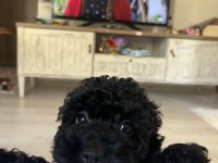 2 Aylık Siyah Poodle