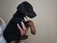 Doberman Yavru