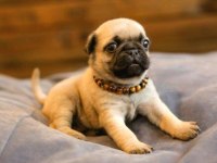Irk Ve Sağlık Garantili Pug