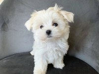 Safkan Anne Babadan Mini Maltese Yavrular