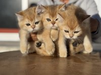 Ankaranın en güzel golden british shorthair yavruları