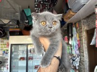 Gri Scottish Fold Yavrular