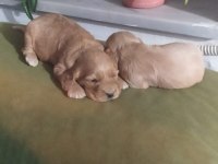 American Cocker yavru köpekler