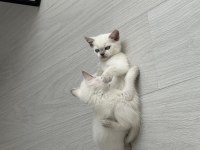 British shorthair 55 günlük kediler