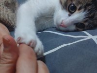 Kedinin sıcak bir yuvaya sevilmeye ilgiye ihtiyacı var