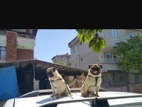 Pug Mops Paşa
