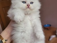 Nazar boncuğu panda yavrusu scottish straight